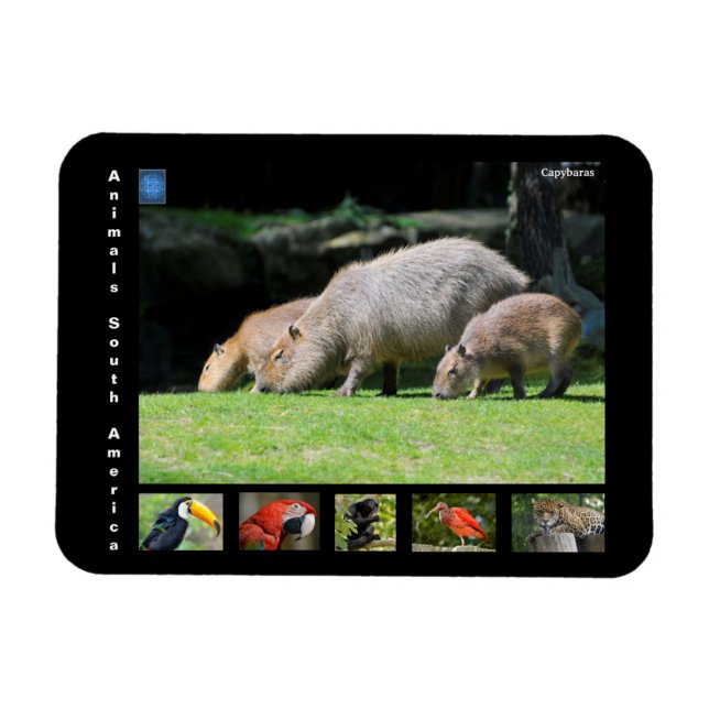 Imán Varios animales de Sudamérica (Horizontal)
