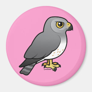 Imán Varón de Harrier Septentrional