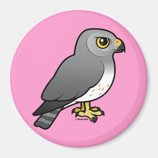 Imán Varón de Harrier Septentrional