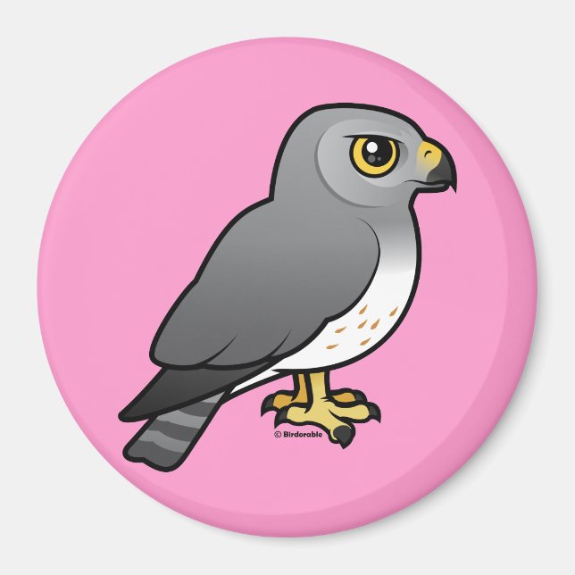 Imán Varón de Harrier Septentrional (Frente)