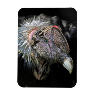 Imán Varón del cóndor andino