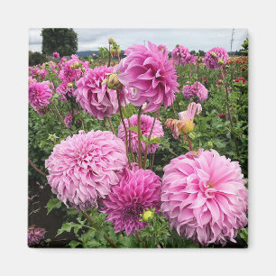 Imán Vassio Meggos Dahlia