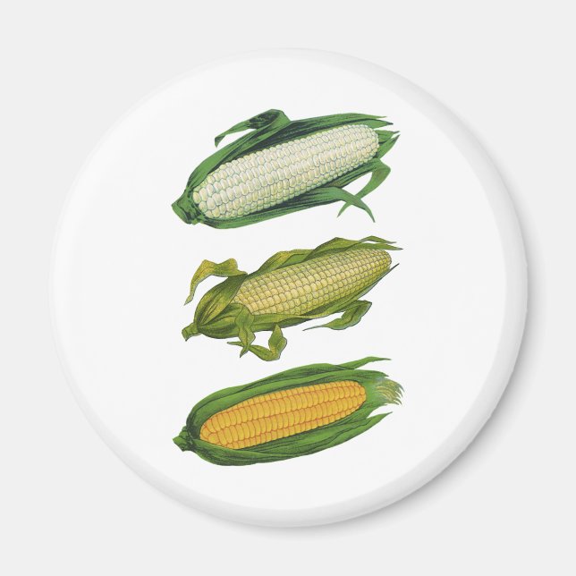 Imán Vegetales sanos para alimentos de época, maíz fres (Frente)