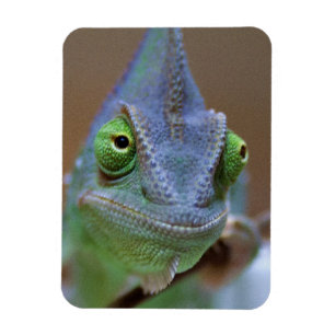 Imán Velado Chameleon