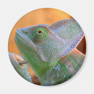 Imán Velado Chameleon