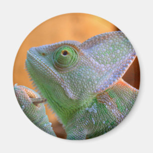 Imán Velado Chameleon