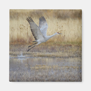 Imán Ven a volar conmigo Sandhill Crane