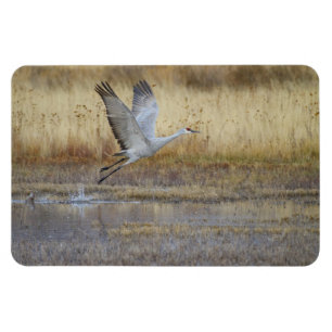 Imán Ven a volar conmigo Sandhill Crane Magnet
