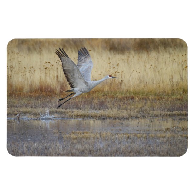 Imán Ven a volar conmigo Sandhill Crane Magnet (Horizontal)