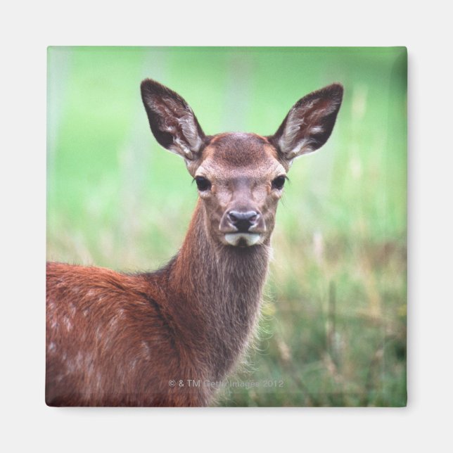 Imán venado (Frente)