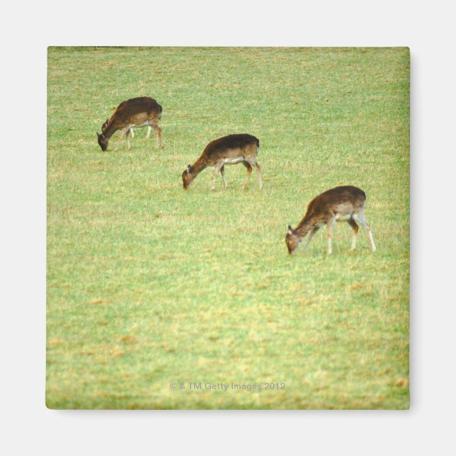 Imán venado 2 (Frente)