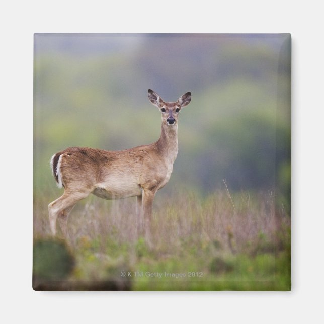 Imán Venado de cola blanca (Frente)