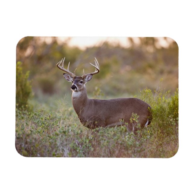 Imán Venado de cola blanca | Caída en Texas (Horizontal)