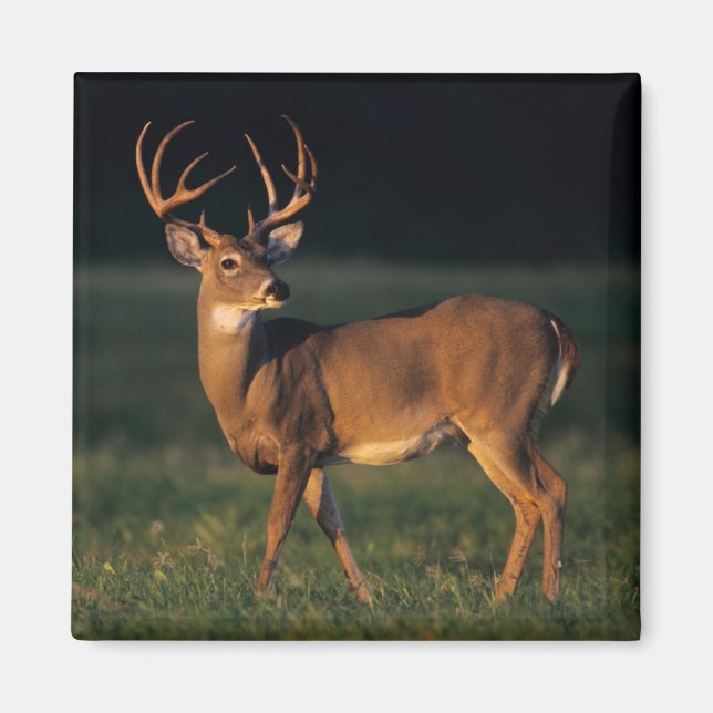 Imán Venado de cola blanca | Choke Canyon State Park, T (Frente)