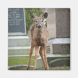 Imán Venado de cola blanca en el cementerio