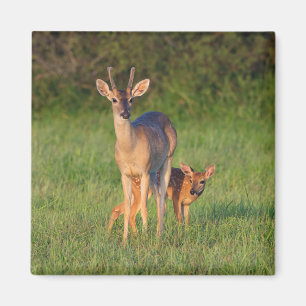 Imán Venado de cola blanca   Hábitat de hierba