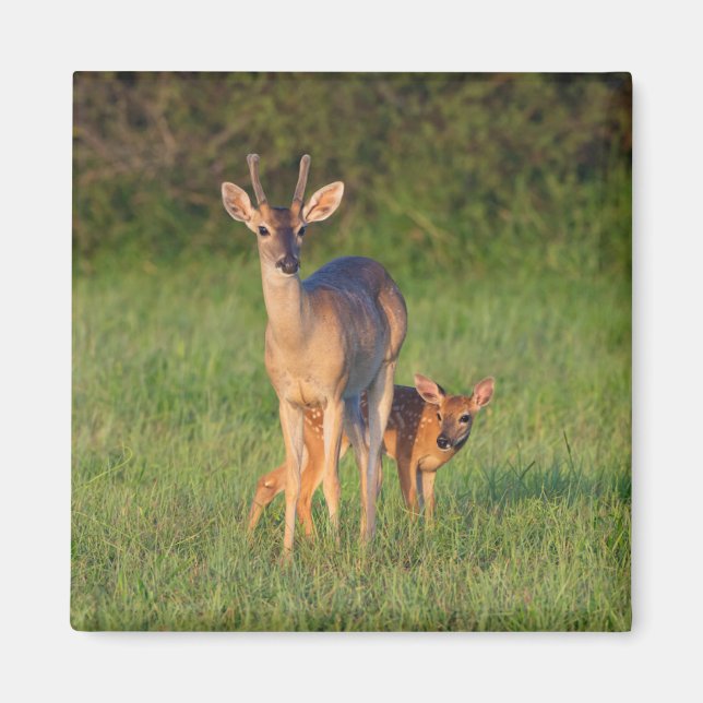 Imán Venado de cola blanca | Hábitat de hierba (Frente)