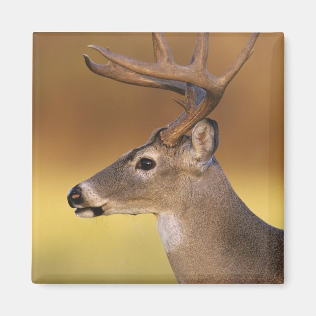 Imán Venado de cola blanca, Odocoileus virginianus, (Frente)