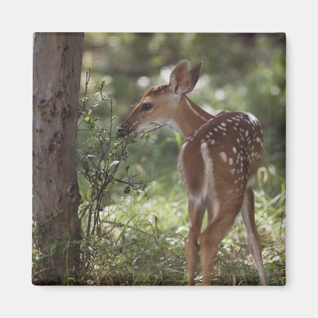 Imán Venado de cola blanca, Odocoileus virginianus (Frente)