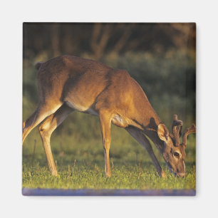 Imán Venado de cola blanca, Odocoileus virginianus