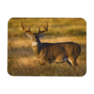Imán Venado de cola blanca (Odocoileus virginianus) adu