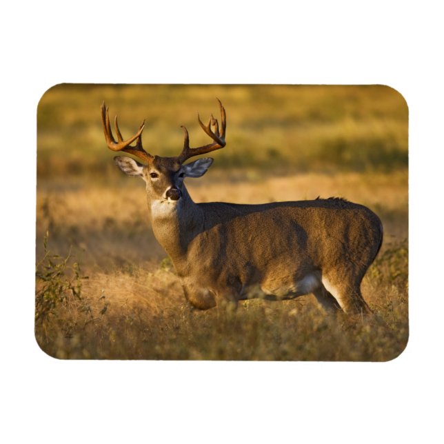 Imán Venado de cola blanca (Odocoileus virginianus) adu (Horizontal)