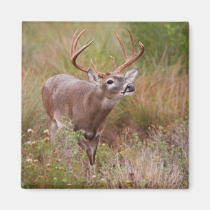 Imán Venado de cola blanca Otoño en Texas