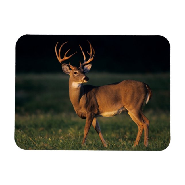 Imán Venado de cola blanca | Parque Estatal Choke Canyo (Horizontal)