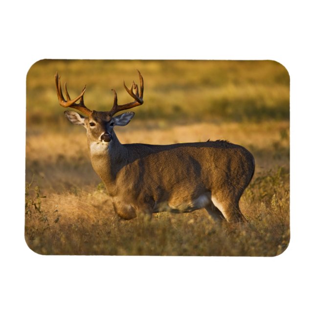 Imán Venado de cola blanca | Sur de Texas (Horizontal)
