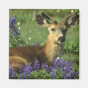 Imán Venado de cola negra, Odocoileus hemionus