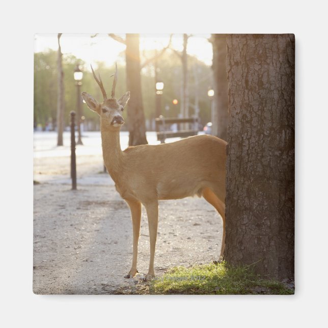 Imán Venado en la ciudad (Frente)