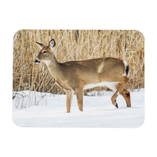 Imán Venado en la nieve (Horizontal)