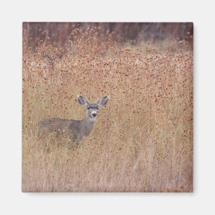 Imán Venado en la pradera