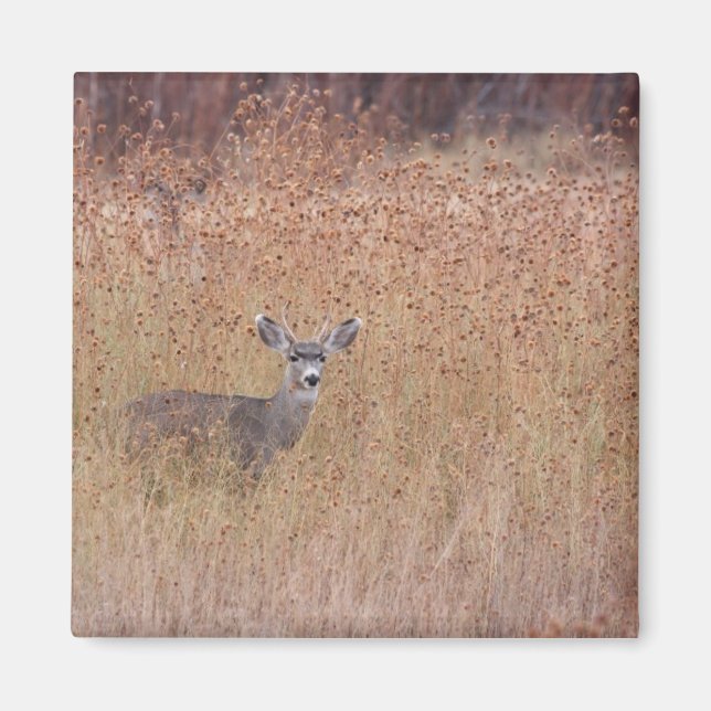 Imán Venado en la pradera (Frente)