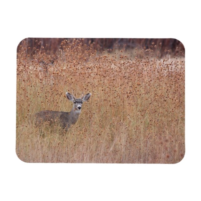 Imán Venado en la pradera (Horizontal)