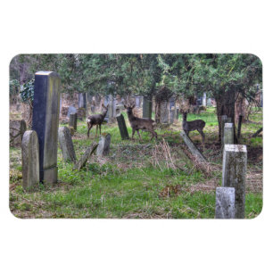 Imán Venado En Zentralfriedhof