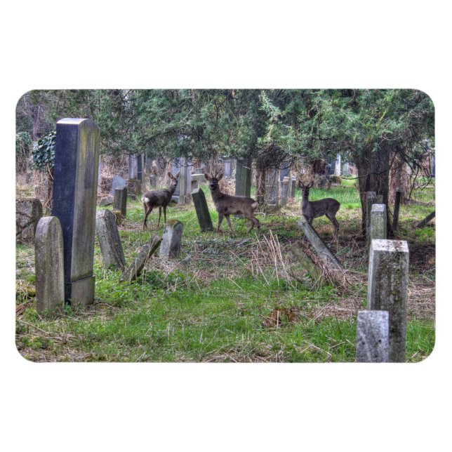 Imán Venado En Zentralfriedhof (Horizontal)