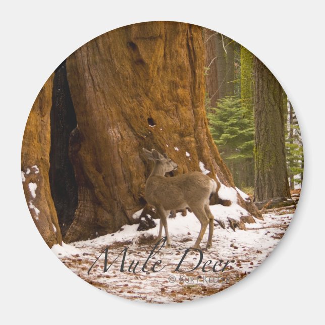 Imán Venado Mula (Frente)