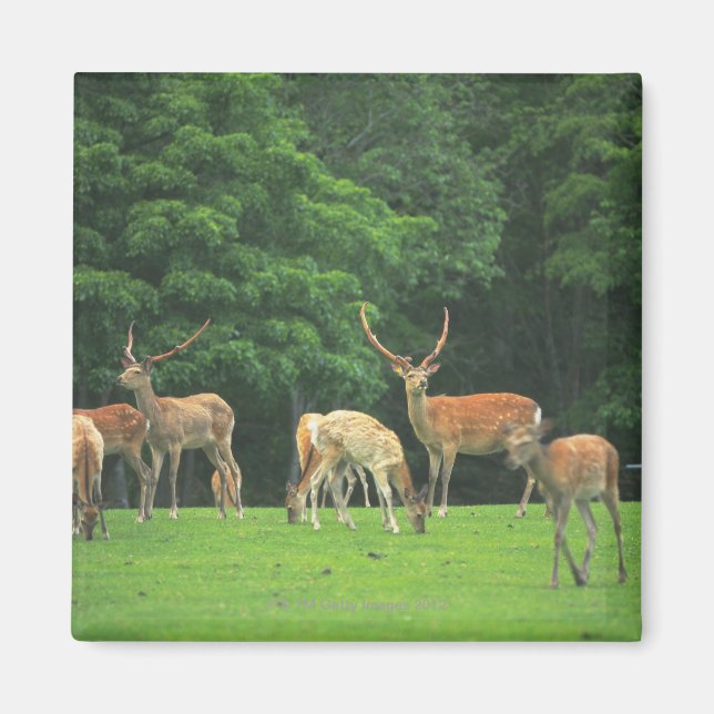 Imán Venado sika de pie en un claro (Frente)