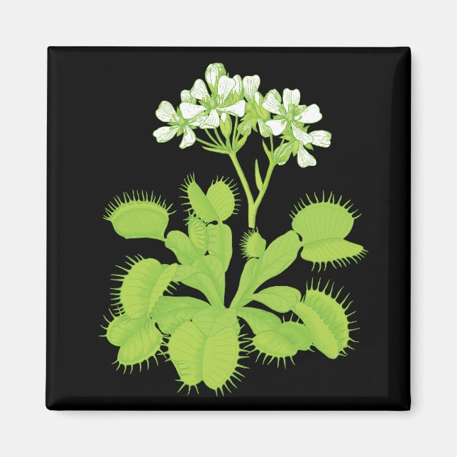 Imán Venus Flytrampa Magnet (Frente)