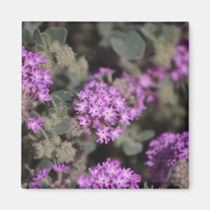 Imán Verbena Morada Coachella Valley Wildlife Preserve