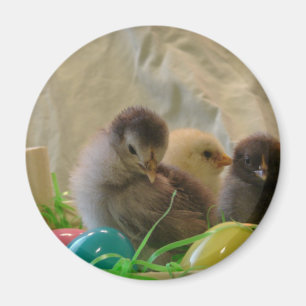 Imán Verdaderos chichas de Pascua