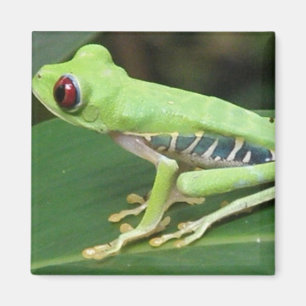 Imán verde del cuadrado de la rana arbórea de Re