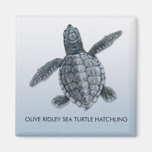 Imán verde oliva del Hatchling de la tortuga de