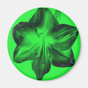 Imán Verde oscuro sobre Amaryllis verde claro