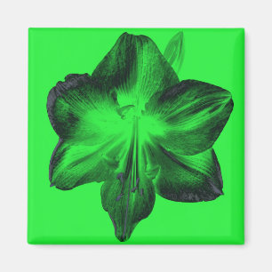 Imán Verde oscuro sobre Amaryllis verde claro