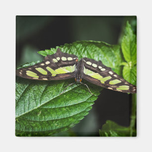 Imán verde vibrante