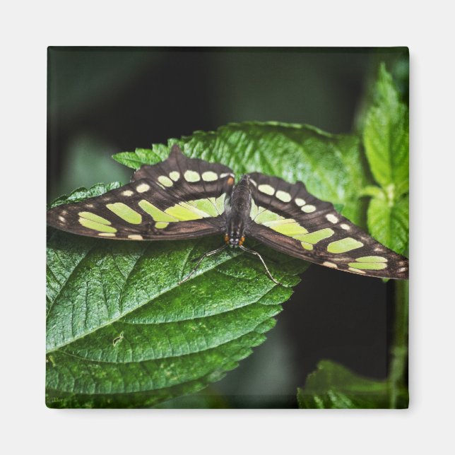 Imán verde vibrante (Frente)