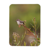 Vermilion Flycatcher femenina