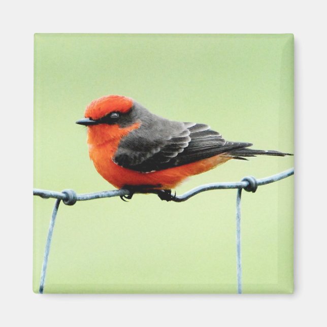 Imán Vermilion Flycatcher - Magnet (Frente)